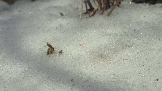 Flowers that appear as the snow melts