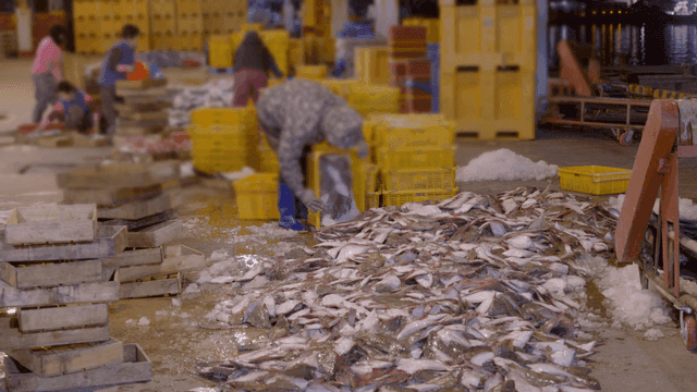 Workers sorting fish in a busy market