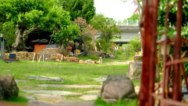 Small dog exploring a lush, green garden