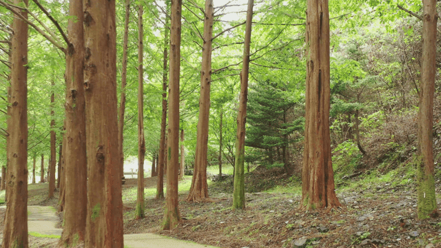 키 큰 나무가 있는 고요한 숲길