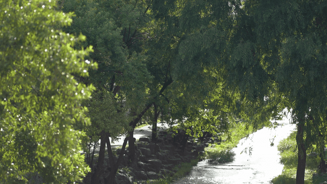 Quiet river flowing between green trees