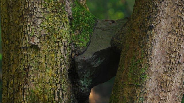 Trees with moss growing in a forest