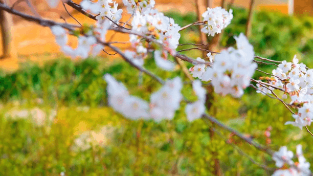 Cherry blossoms in full bloom on a branch