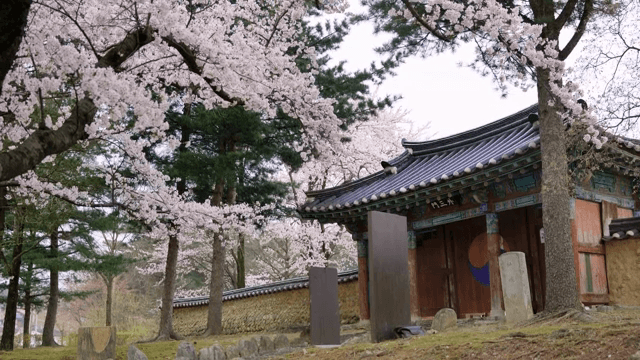 Traditional Korean house with cherry blossoms