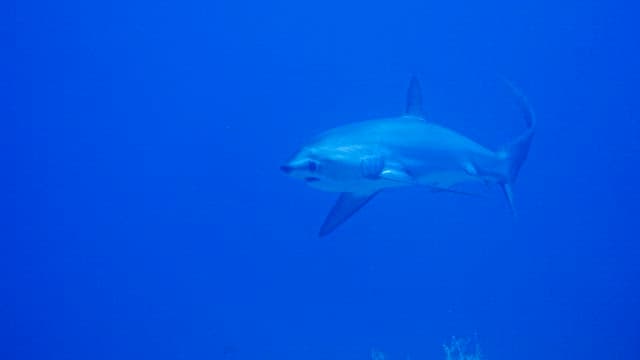 깊고 푸른 바다를 유영하는 거대한 상어