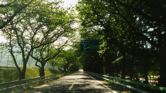 Road lined with trees on both sides