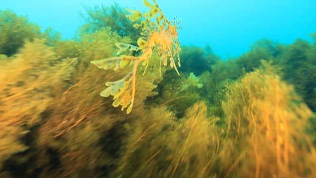 Leafy Seadragon Camouflaged Among Seaweed