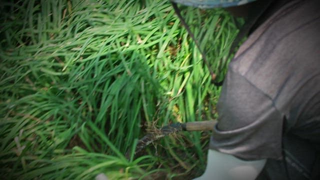 Farmer harvesting fresh chives in his garden