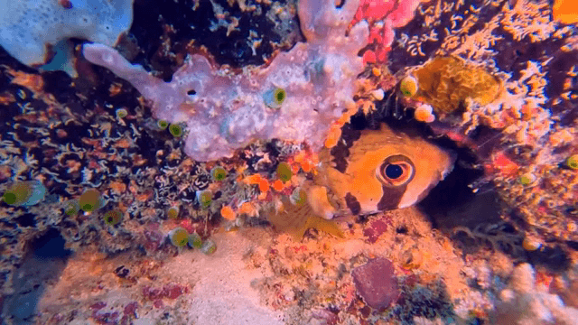 다채로운 산호 사이에 숨은 물고기