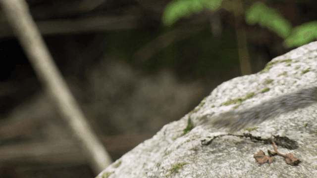 Chipmunk on a rock in a forest