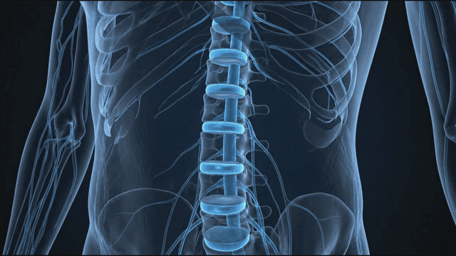 X-ray model of human spine