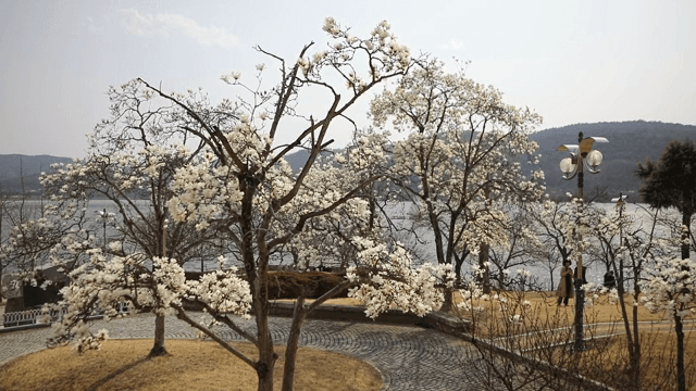 고요한 호숫가의 꽃이 핀 나무들
