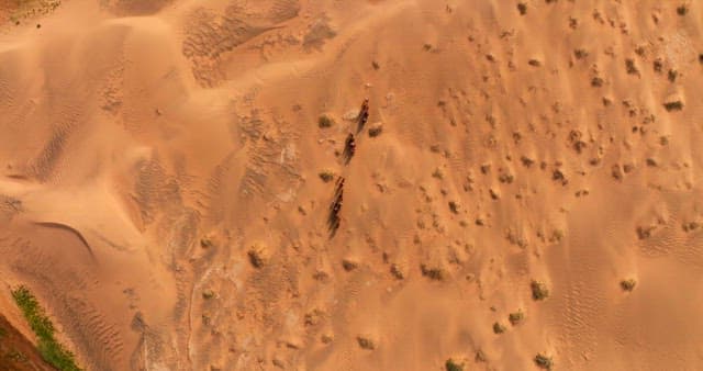 Caravan of camels crossing a vast desert