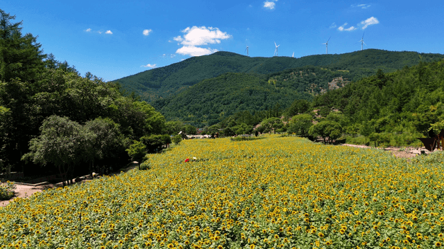 Field of sunflowers spread out under clear sky