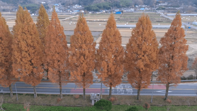 시골 도로를 따라 늘어선 가을 나무들