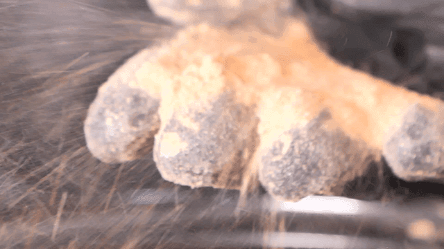 Shrimp powder blown by wind over gloves