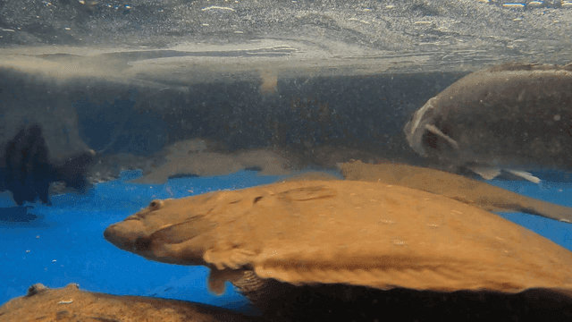 Various fish swimming in an aquarium