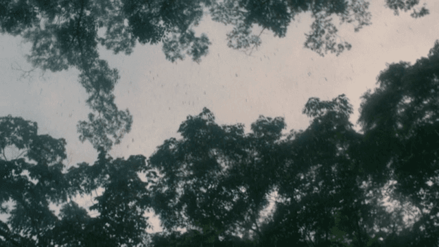 Rain falling through the forest canopy