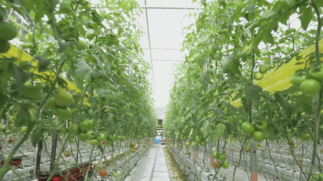 온실에서 자라는 녹색 토마토