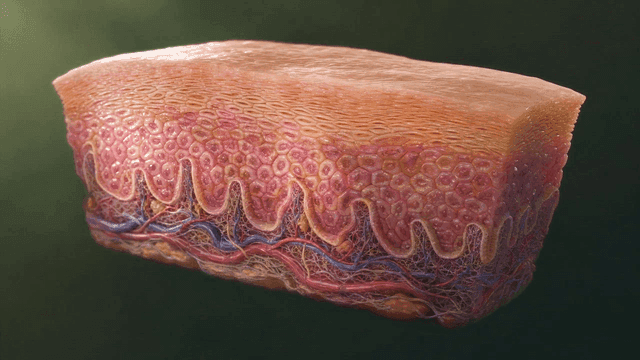 Detailed view of human skin layers
