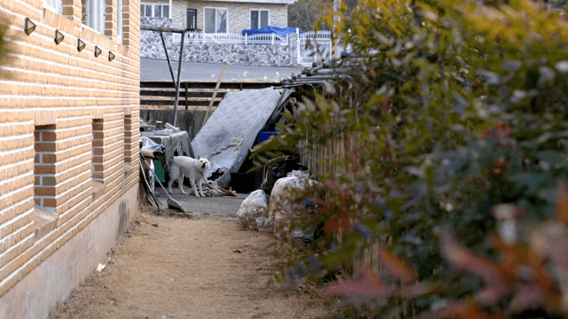 골목길에서 경계하며 짖고 있는 흰 진돗개