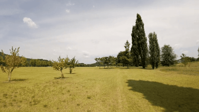 Serene park with tall trees and grass