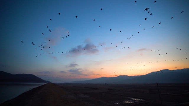 Birds Flying Over Dusk Landscape