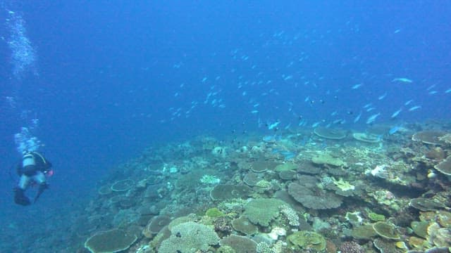 물고기가 가득한 활기찬 산호초