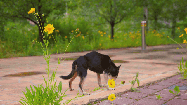 정원 길을 냄새 맡는 개