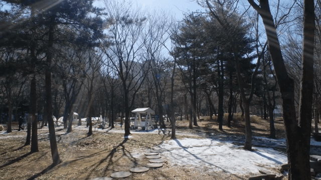 Serene park with trees and sunlight