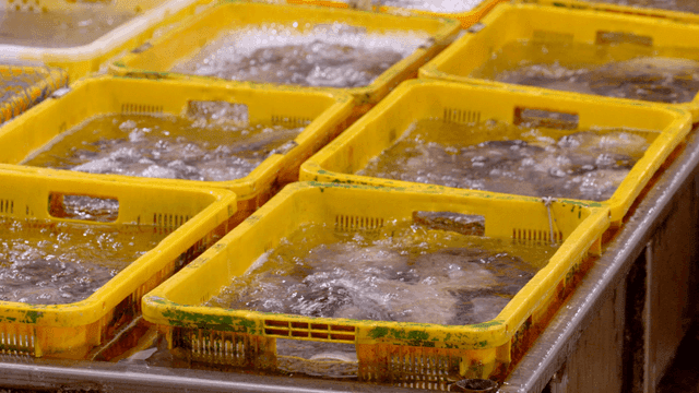 Yellow baskets filled with live fish