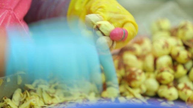 장갑을 끼고 밤을 까는 손