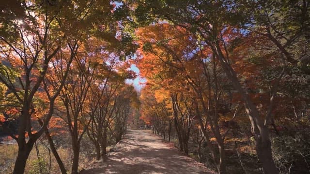 Serene Pathway Through Autumn Trees