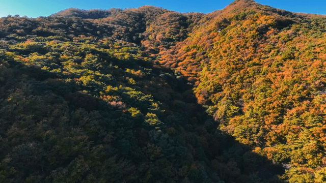 알록달록한 가을 숲 풍경