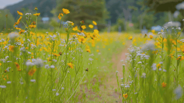 활짝 핀 야생화가 가득한 들판