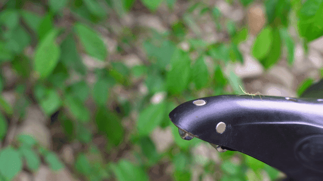 자전거 안장 위의 대벌레