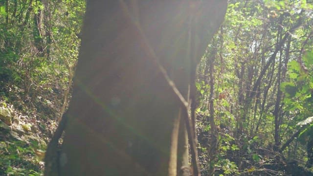 햇빛이 나무 사이로 비치는 활기찬 낮의 숲