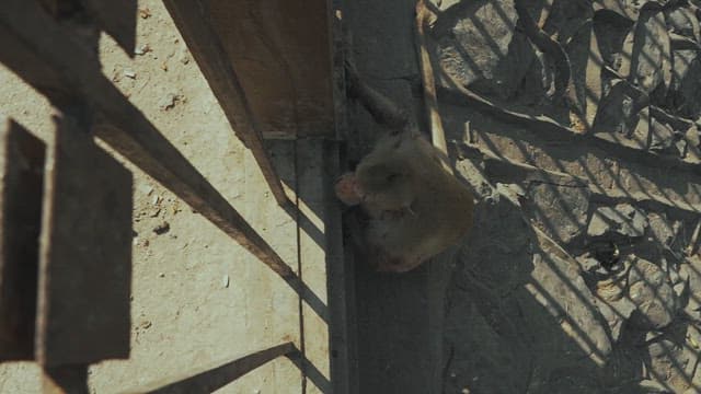 격자 울타리 근처에서 쉬고 있는 원숭이