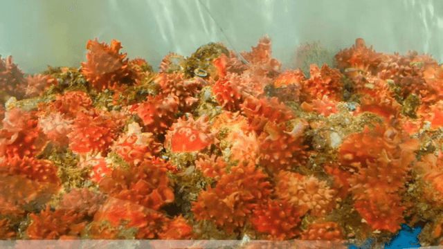 수조 속의 활기찬 멍게