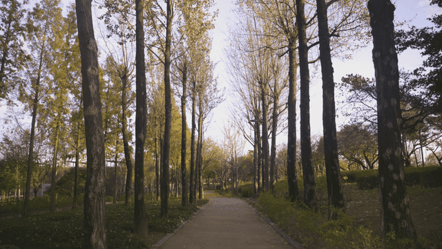 Walking path lined with tall trees