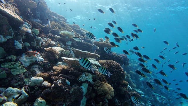 Colorful fish swimming around coral reefs