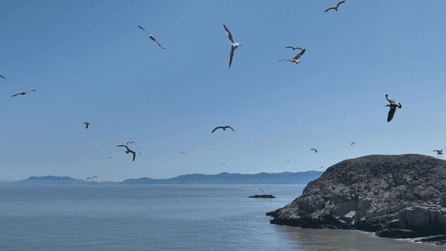 Seagulls flying over a rocky island