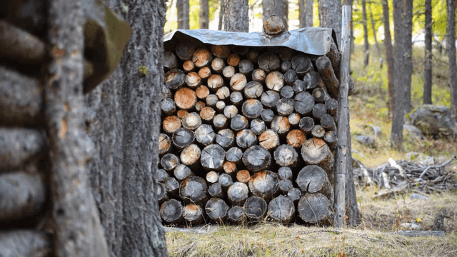 Stacked logs in a forest setting