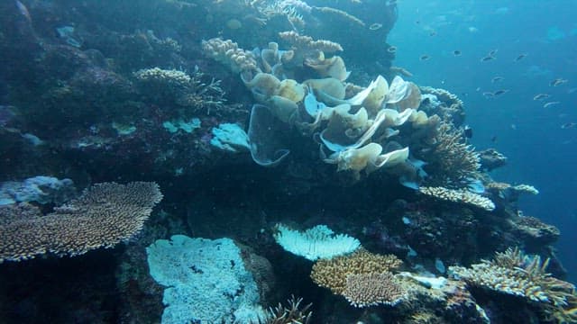 Vibrant coral reef with diverse marine life