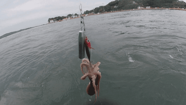 Octopus caught rising on fishing line in sea