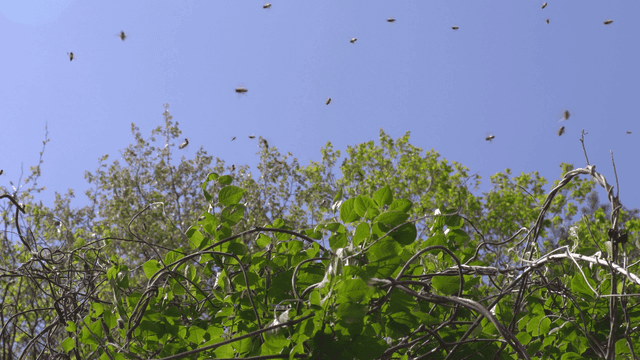 푸른 잎 위를 나는 벌들