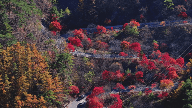 활기찬 가을 숲을 지나는 구불구불한 도로