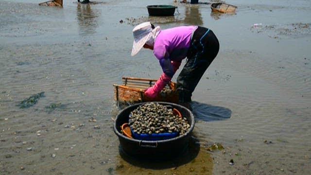 Person collecting seashells at low tide