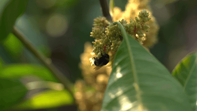 Small bumblebee collecting nectar from flower