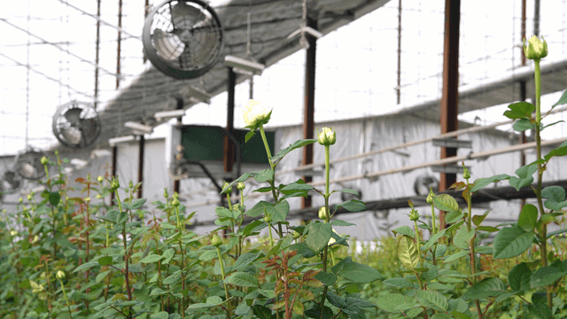 Greenhouse with white rose buds